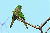 Olive-throated Parakeetborder=